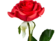 Rode roos